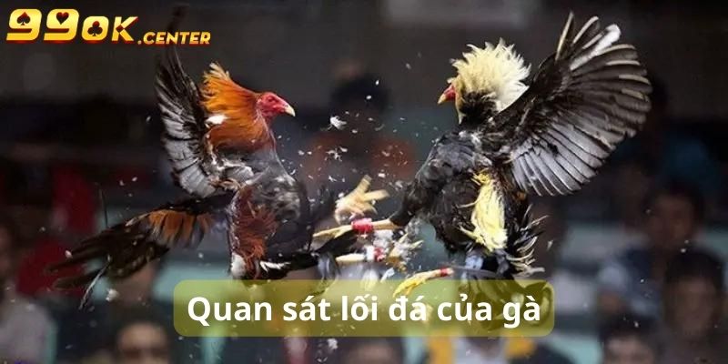 Quan sát kỹ về lối đá của gà